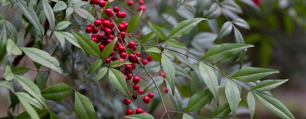 Plantes pour le balcon Plantes pour le balcon