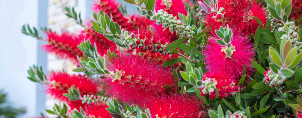 Plantes pour le balcon Plantes pour le balcon