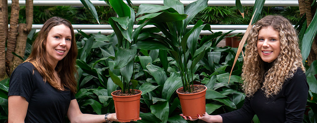 Aspidistra 