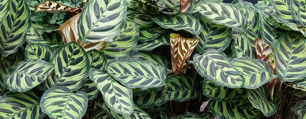 Calathea Makoyana 