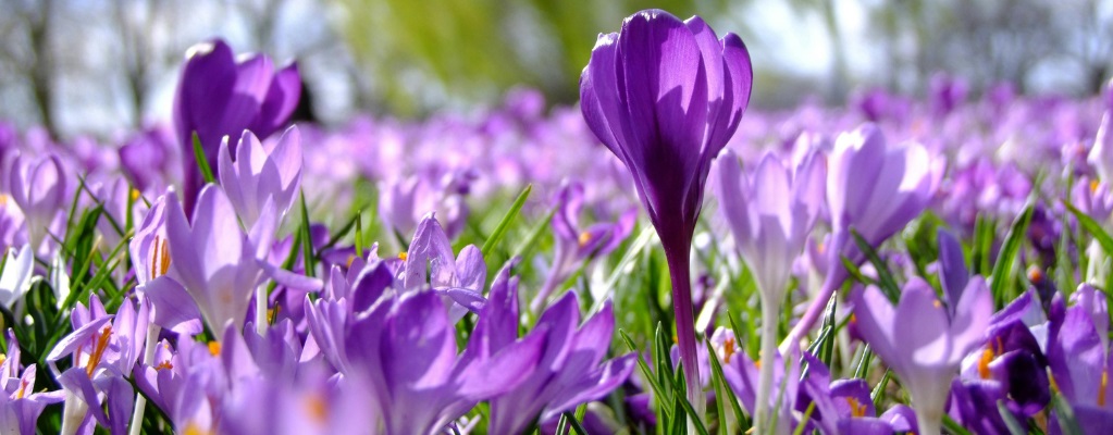 Crocus