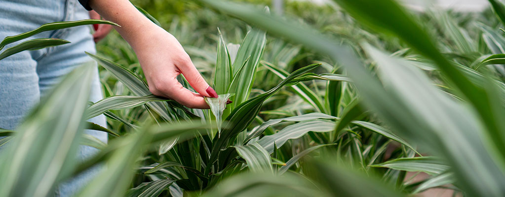 Dracaena Warneckei