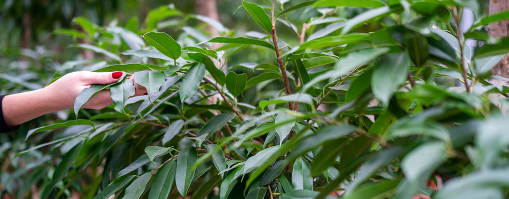 Ficus Amstel King