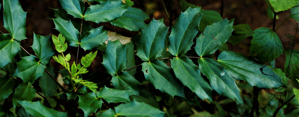 Les plantes de jardin vertes