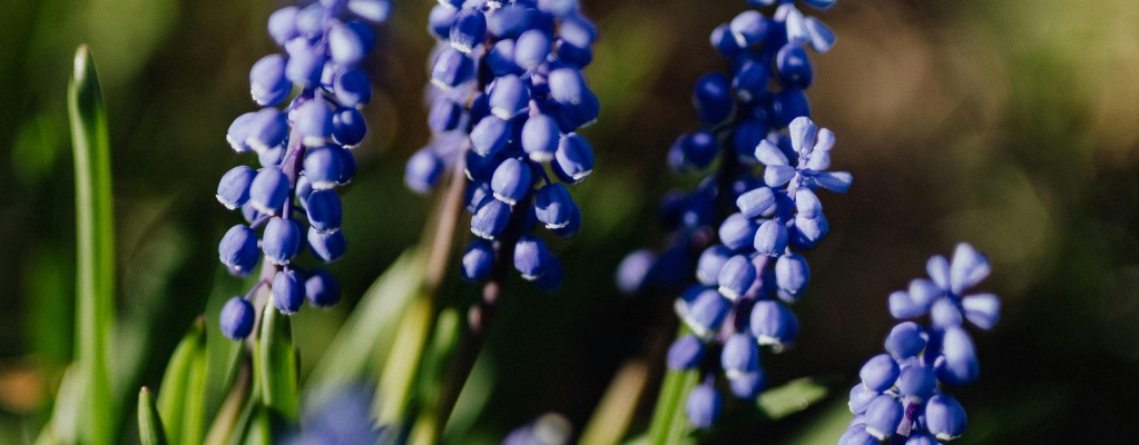 Hyacinthes à grappes