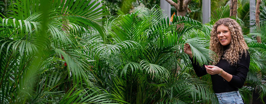 Palmiers pour l'intérieur