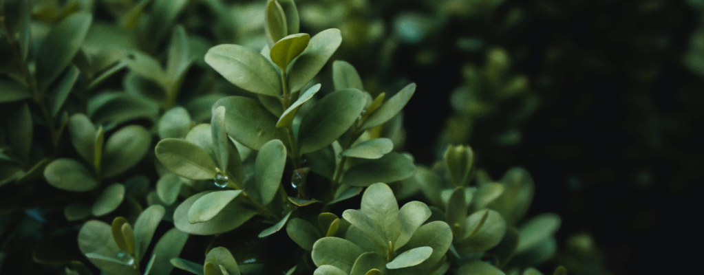 Plantes de jardin d'ombre