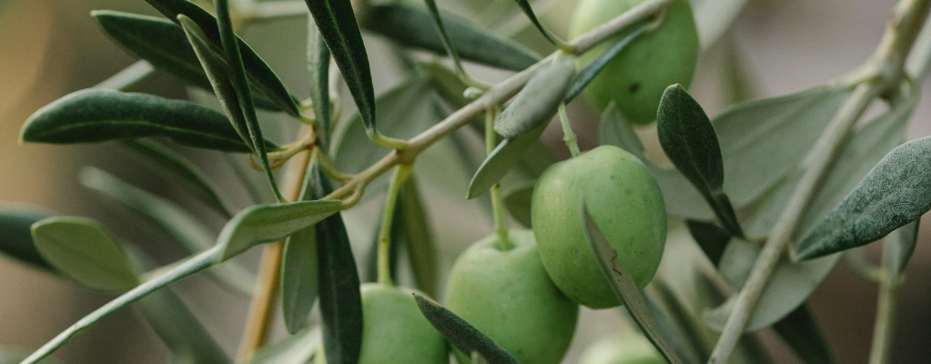 Plantes de jardin vertes-argentées