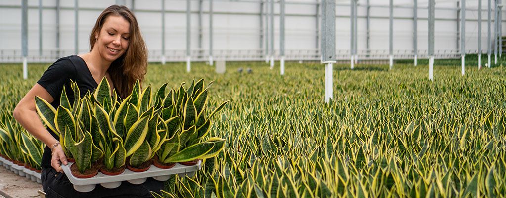 Sansevieria Laurentii - Chanvre en arc