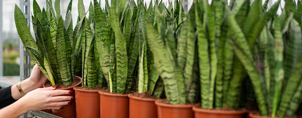 Sansevieria Zeylanica - Chanvre en arc