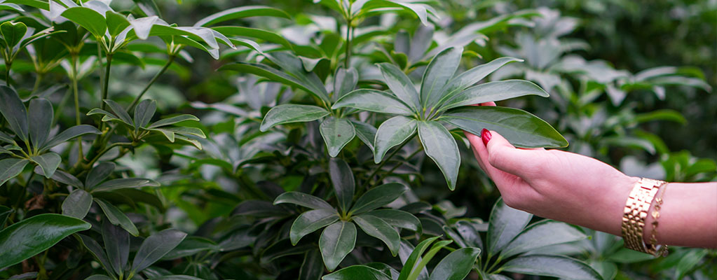 Schefflera Arboricola