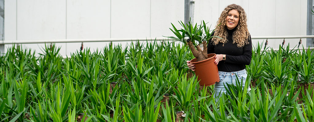 Yucca - Lys de palmier