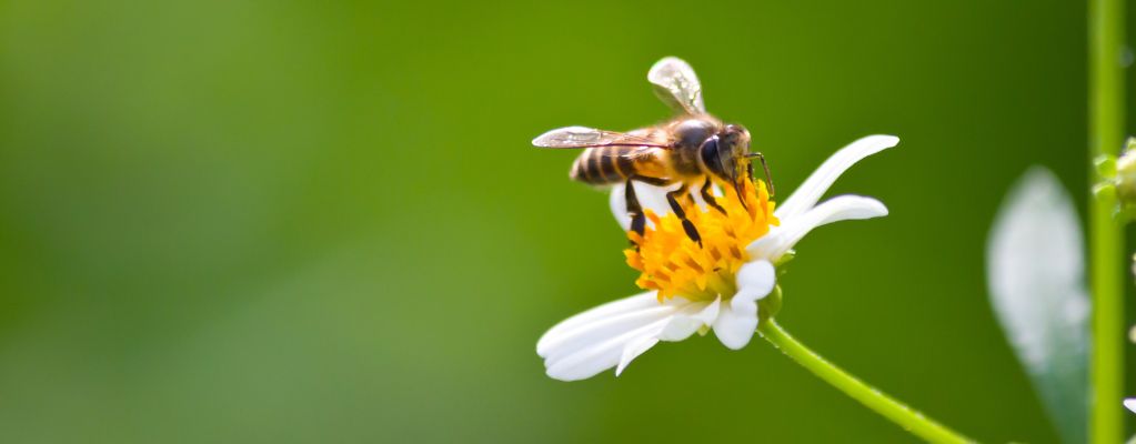 Plantes mellifères : créez un jardin vivant et coloré