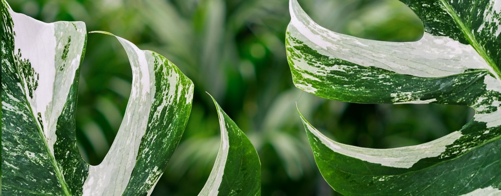 Plantes d'intérieur spéciales 