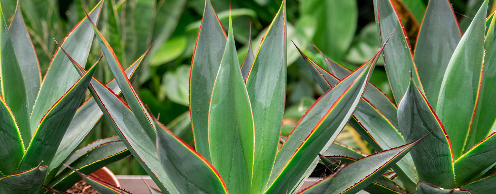 Agave - La plante du siècle