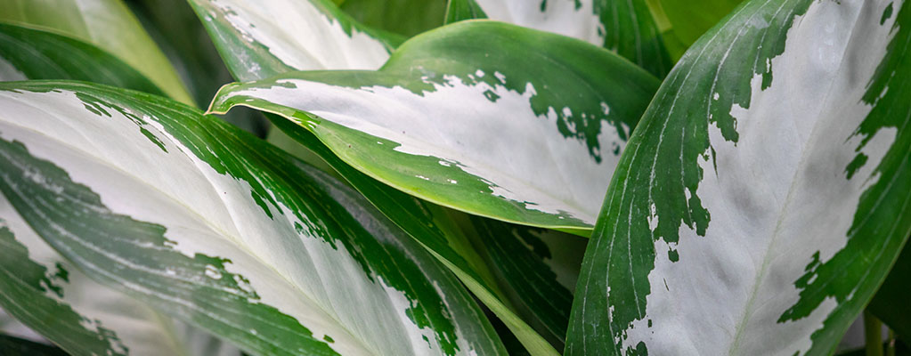 Aglaonema - Aglaonème