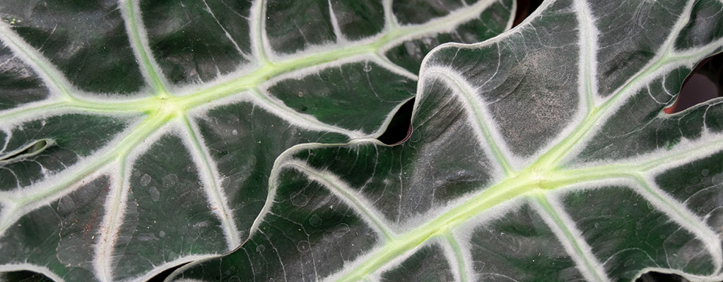 Alocasia Polly