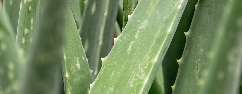 Aloe  vera