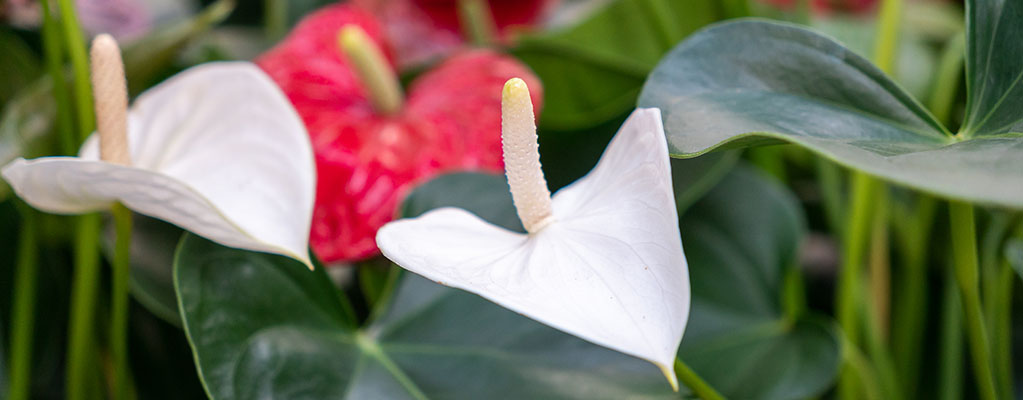 Anthurium (Fleurs de flamants roses) - Hydroponique