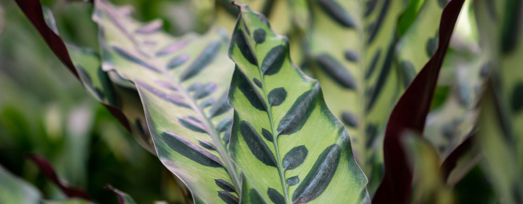 Calathea Lancifolia