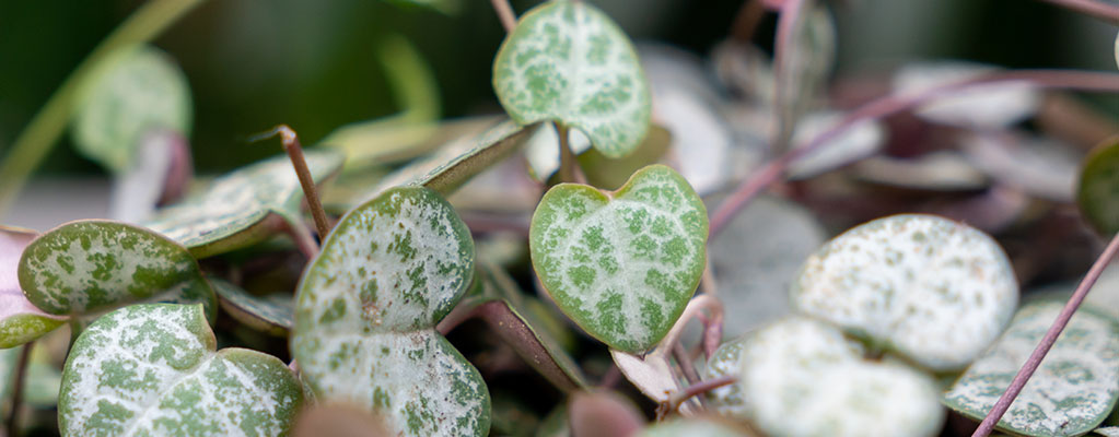 Ceropegia