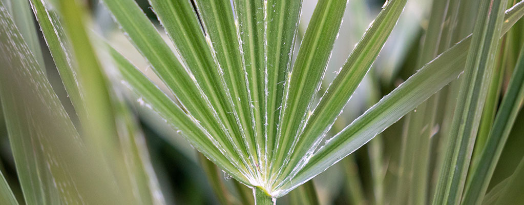 Chamaerops Humilis - Palmier nain 