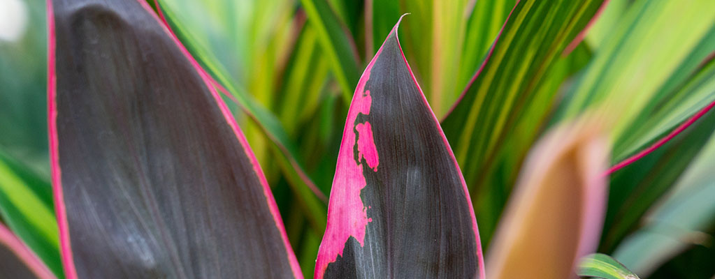 Cordyline 