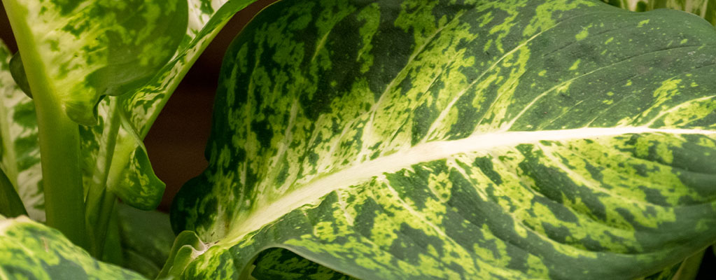 Dieffenbachia - Canne des muets