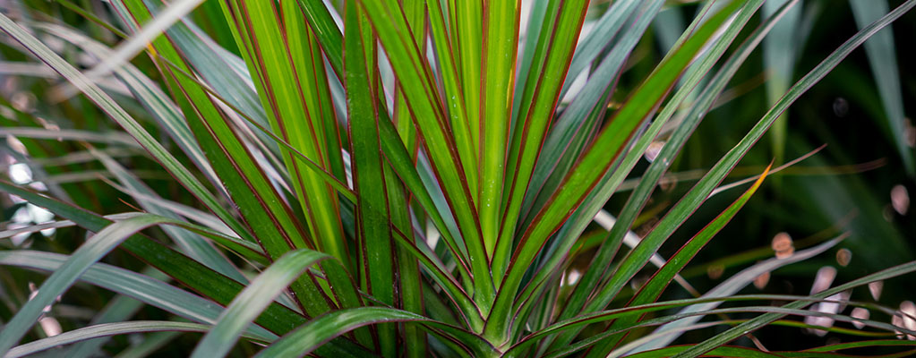 Dracaena Marginata - Dragonnier