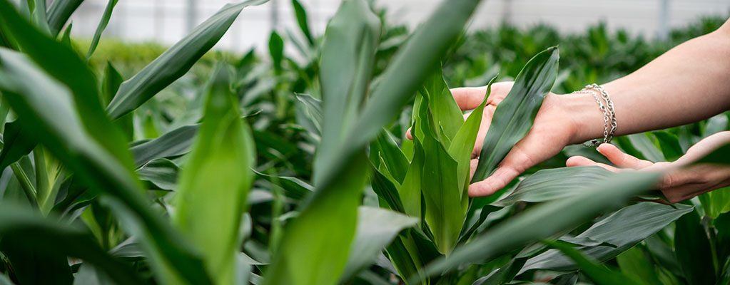 Dracaena Janet Lind / Janet Craig (Dragonnier)