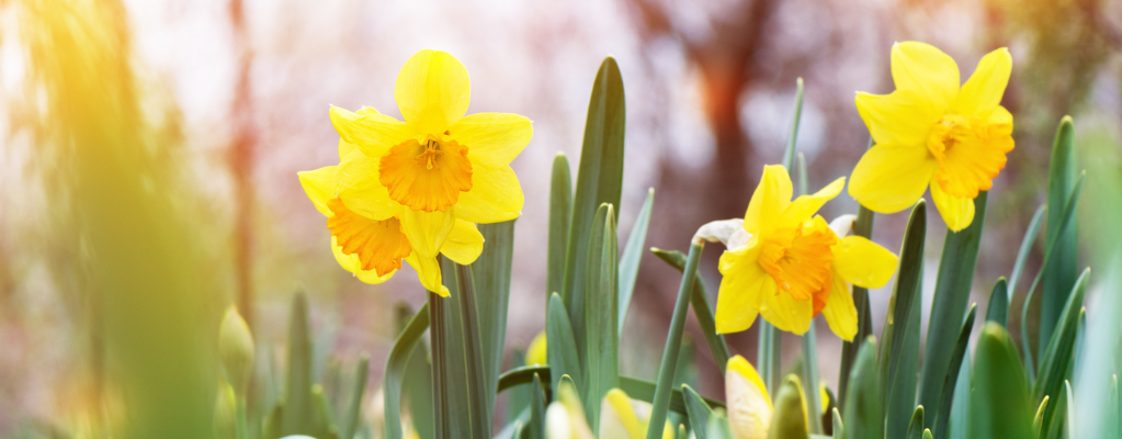 Plantes printanières – Apportez de la couleur à votre jardin