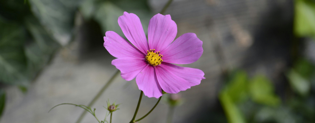 Plantes d’automne – Un jardin coloré même en automne