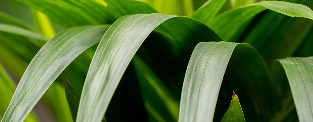 Kentia Palme (Howea Forestiana) - Hydroponique 