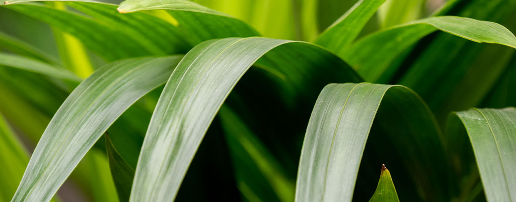 Kentia palme - Howea Forsteriana