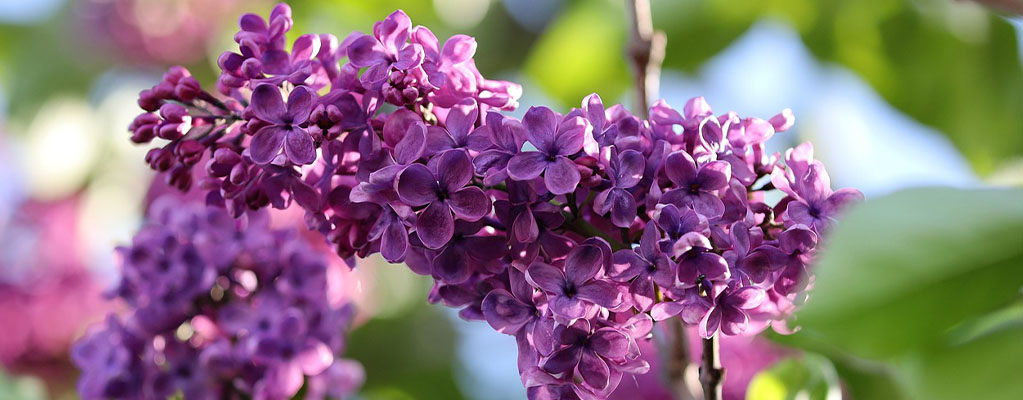 Lilas - Syringa