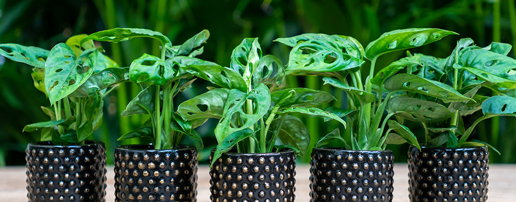 Boutures de Monstera