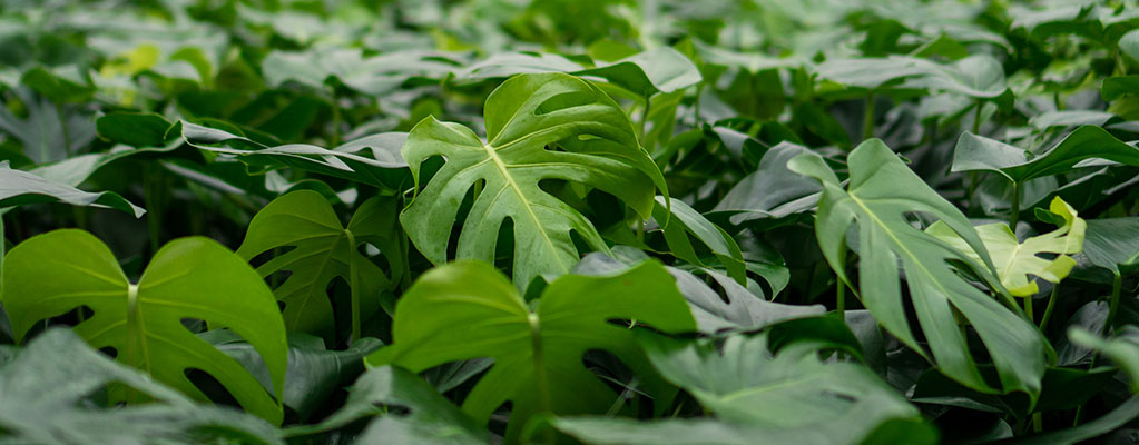 Monstera Deliciosa