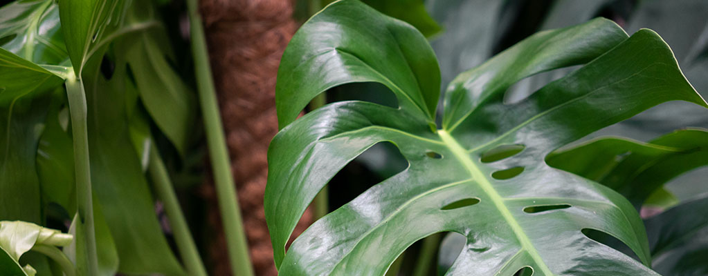 Monstera Pertusum