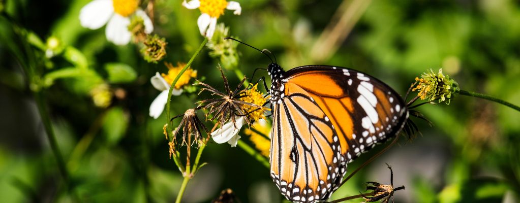 Plantes à papillons: Créez un jardin plein de couleurs virevoltantes