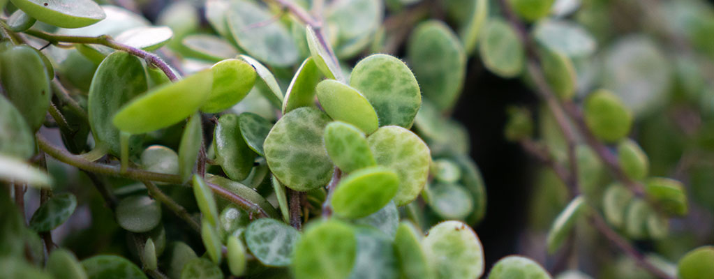 Peperomia Prostrata