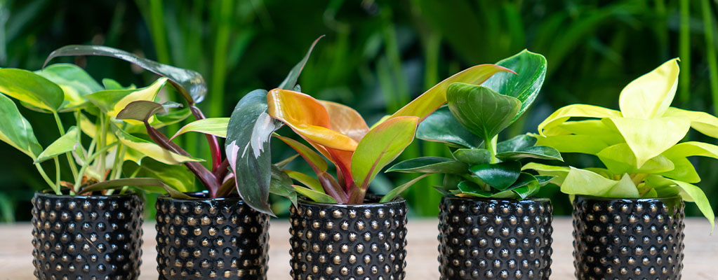 Boutures de philodendron 