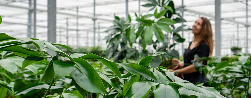 Philodendron Green Wonder