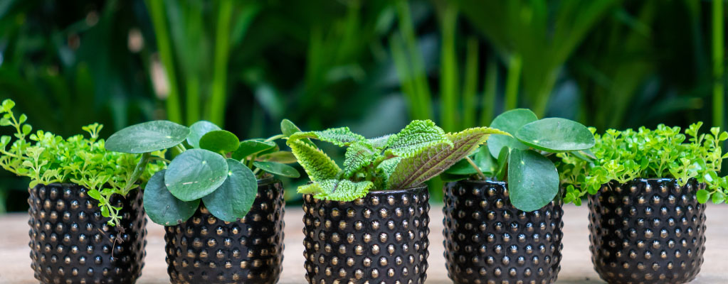 Boutures de Pilea