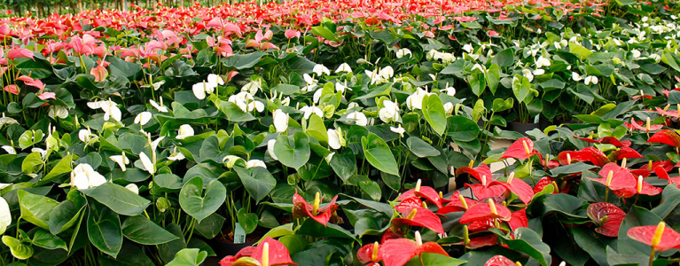 Plantes d'intérieur à fleurs