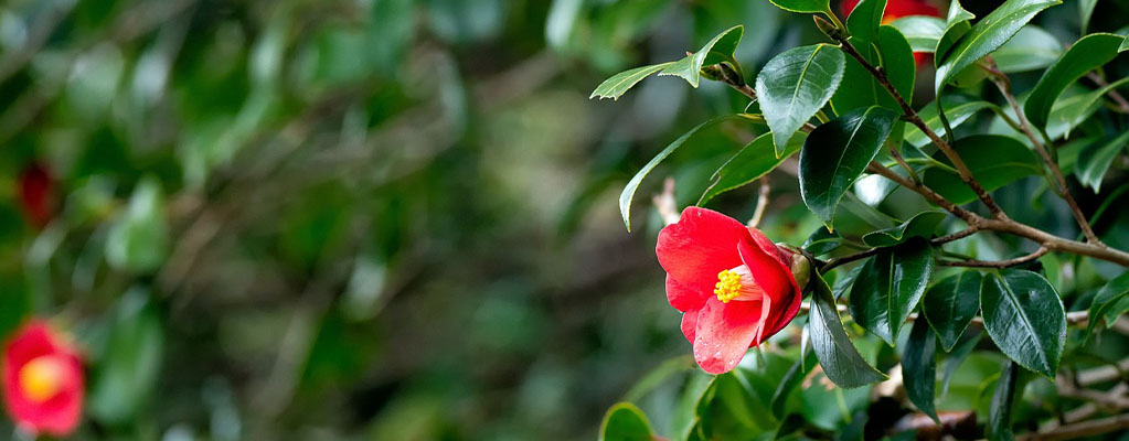 Plantes de jardin à fleurs 