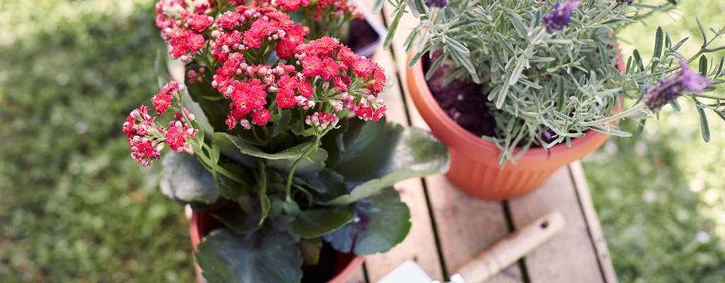 Des floraisons vivaces éclatantes pour un jardin ensoleillé