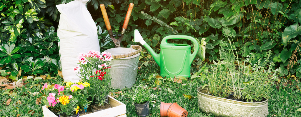 Plantes à floraison e vivaces au printemps