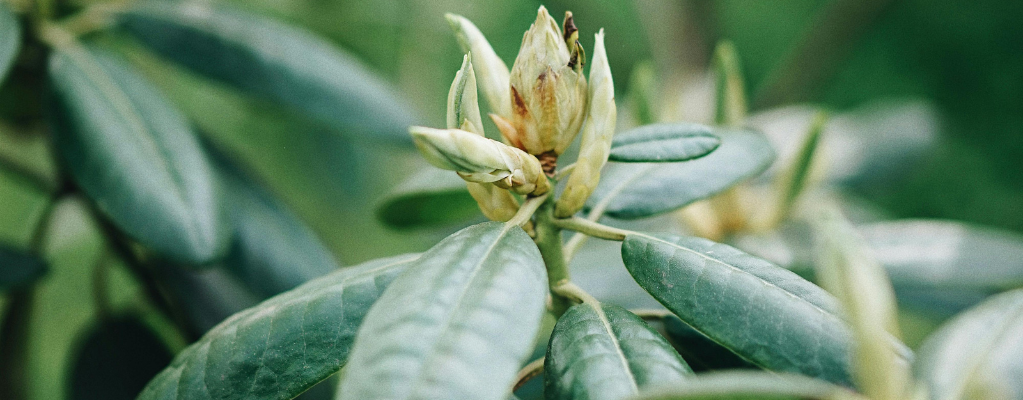 Plantes de jardin à feuillage persistant