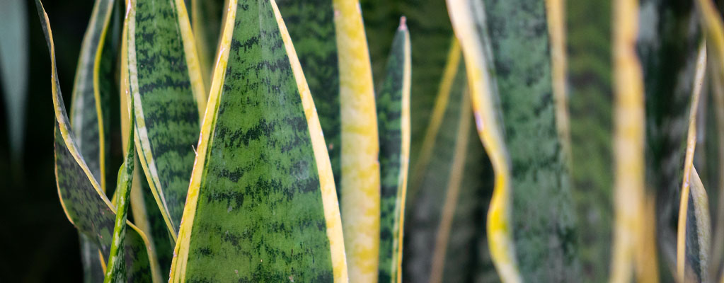 Sansevieria (Chanvre en arc) - Hydroponique