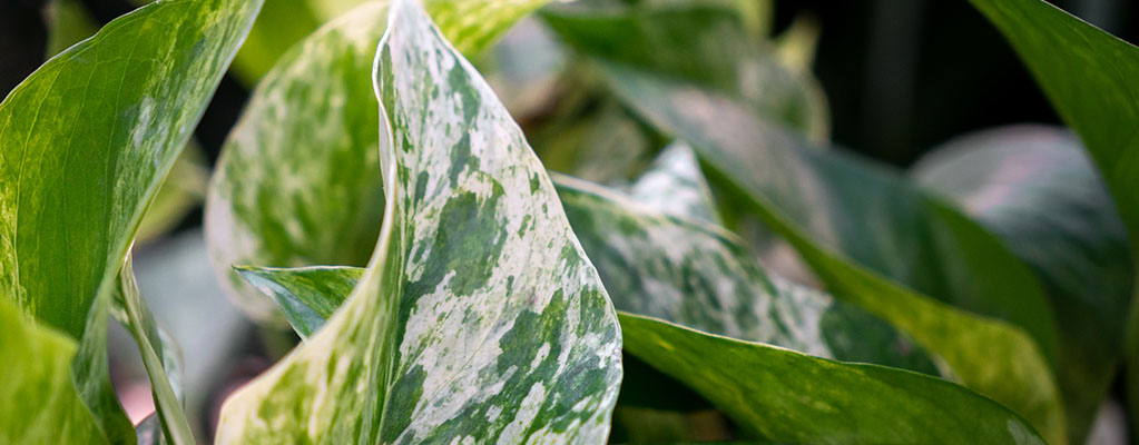 Scindapsus Marble Queen